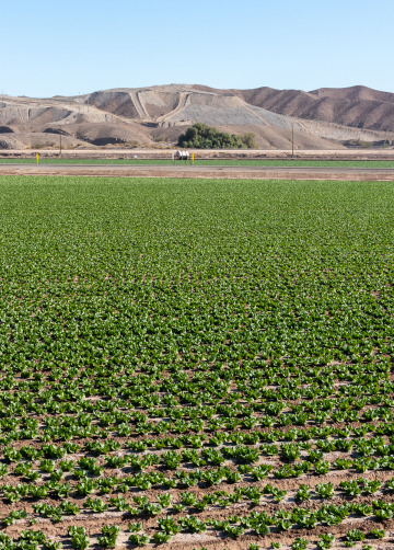 Lettuce crop in an arid climate