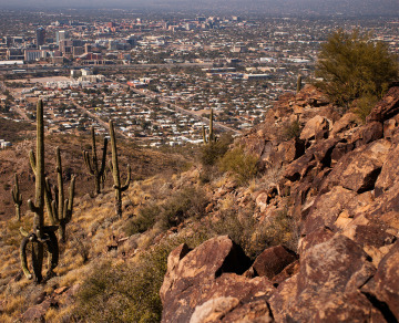 saguaro cacti with a city in the background