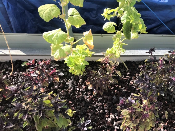 Hydroponic-grown basil and cucumbers at Awareness Ranch