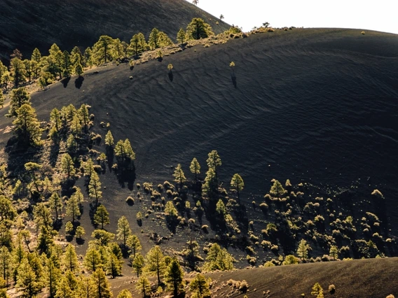 A hillside with foliage growing alongside it