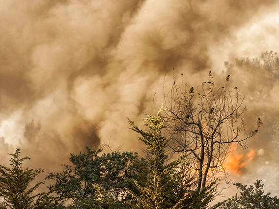 A forest fire releasing smoke into the sky