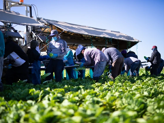 Farm workers in a field