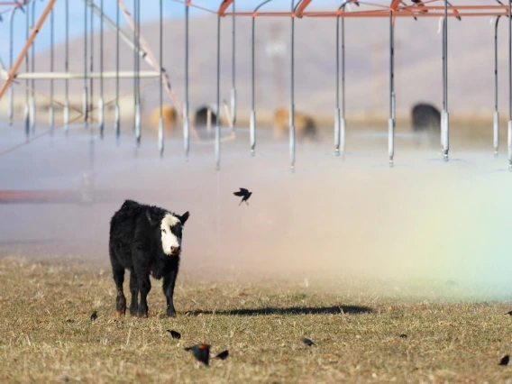 A cow walking through a field being watered by sprinklers