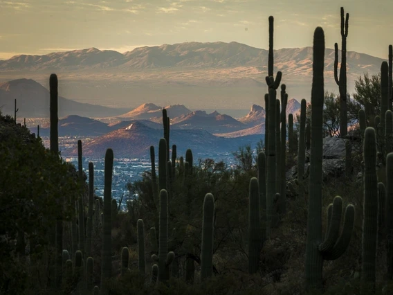 A group of saguaro stand in the foreground among hills and other vegetation. In the background is a mountain with a large with "A" on it.
