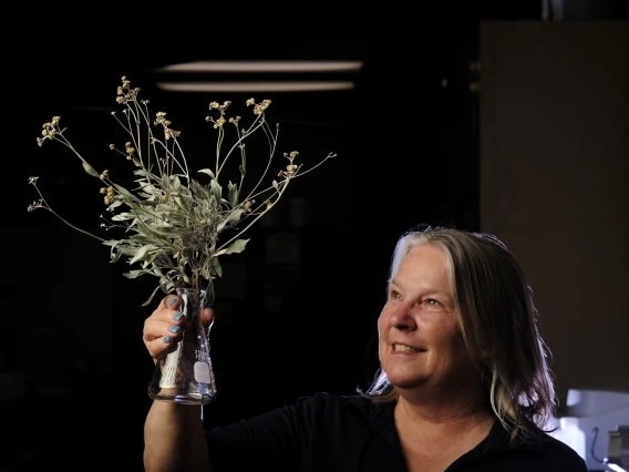 Kim Ogden holds up guayule branches
