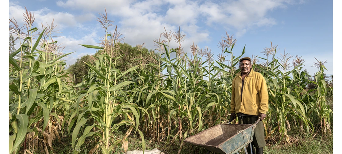 farmer harvesting maize