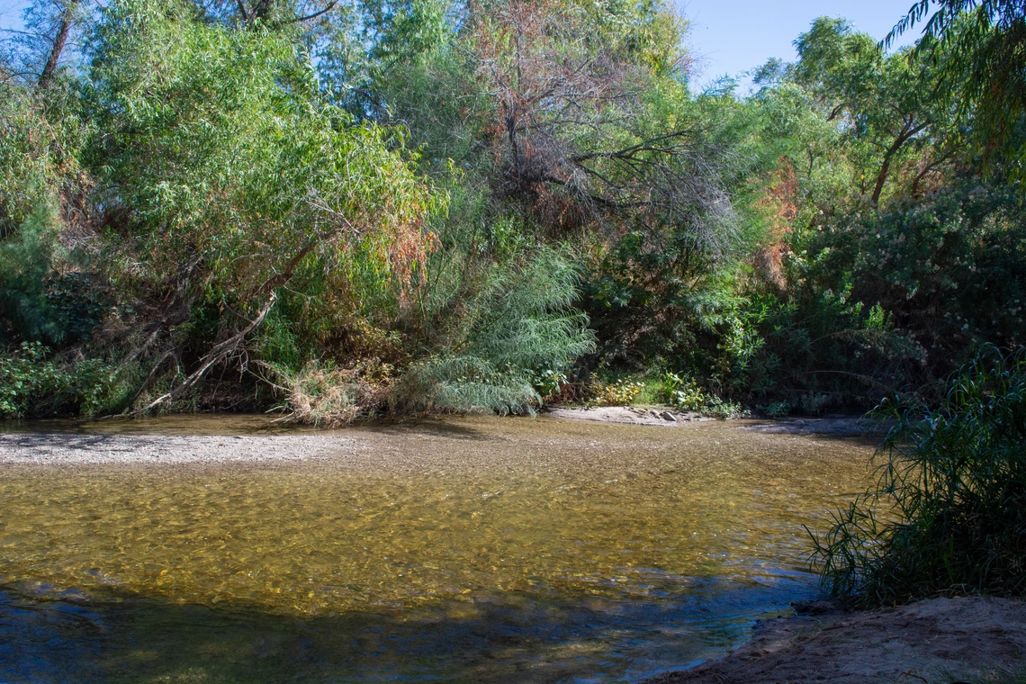 The Santa Cruz river and banks with green trees.