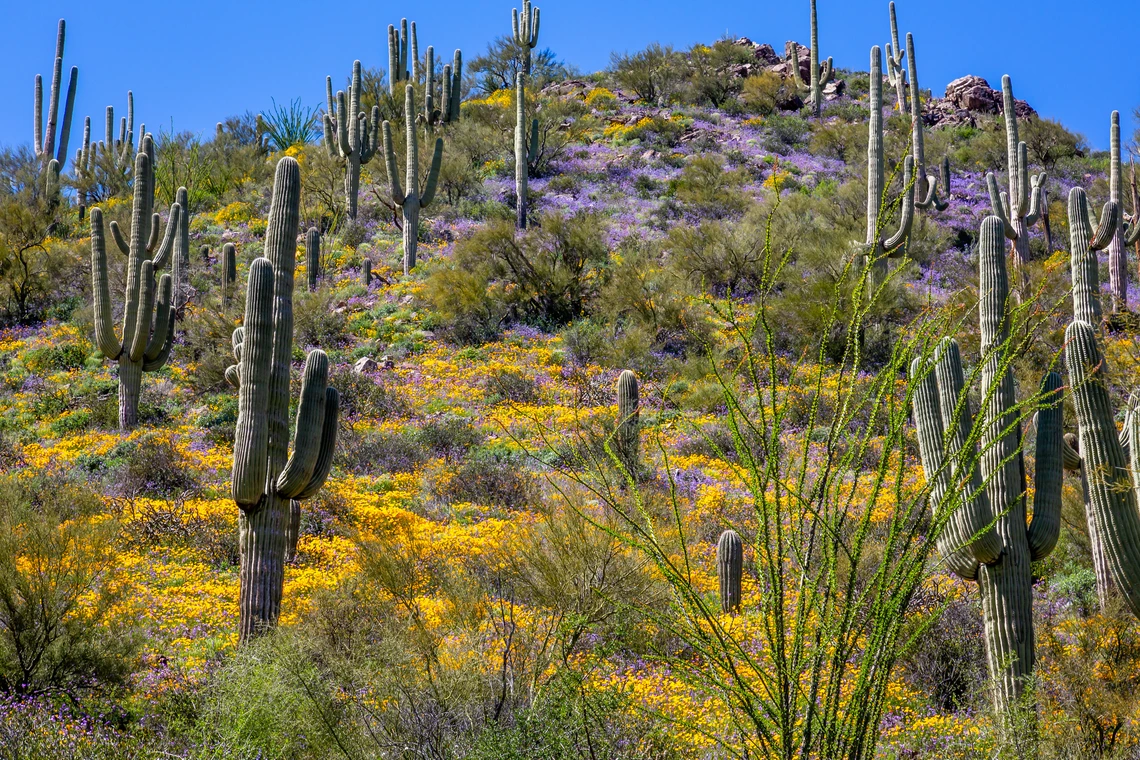Native plants on Sonoran Desert hillside
