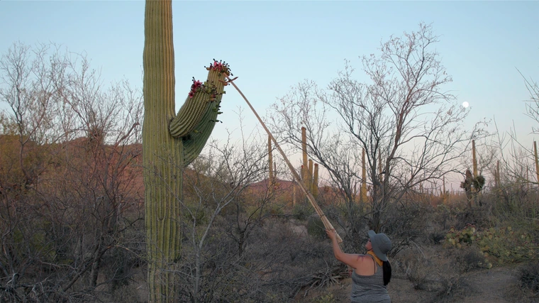 Jacelle Ramon-Sauberan harvesting saguaro