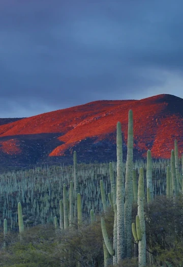 Desert Landscape