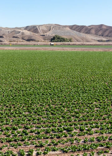 Lettuce crop in an arid climate