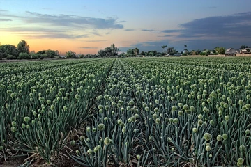 Onion field in Arizona