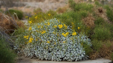 Brittlebush