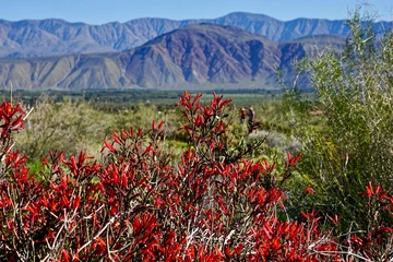 Chuparosa flower in front of desert mountains