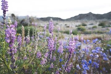 Coulters Lupine in front of desert background