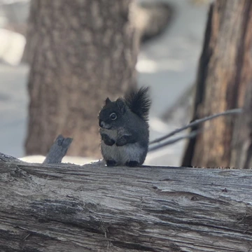 photo of Mt. Graham Red Squirrel