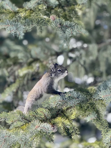 photo of a Mt. Graham Red Squirrel