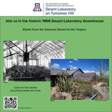 Top Text: Join us in the historic 1906 Desert Laboratory Greenhouse. Plants from the Sonoran Desert to the Tropics. Center: Two images of Greenhouse then and now. Note: Cacti are Succulents, not all Succulents are Cacti. Bottom: QR Code. 