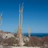 Boojum trees grow in a desert landscape, with the blue waters of the Gulf of California in the background. 