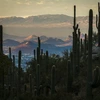 A group of saguaro stand in the foreground among hills and other vegetation. In the background is a mountain with a large with "A" on it.