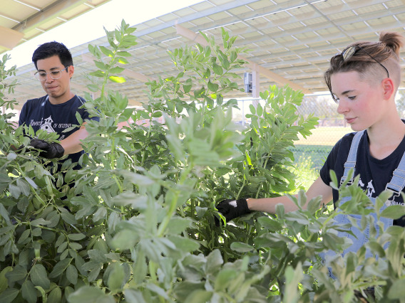 Two students harvesting plants under solar panels