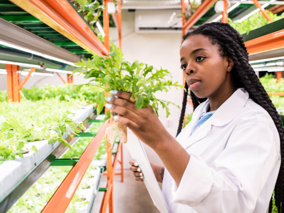 A research scientist examining a plant in a controlled environment