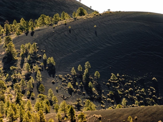 A hillside with foliage growing alongside it