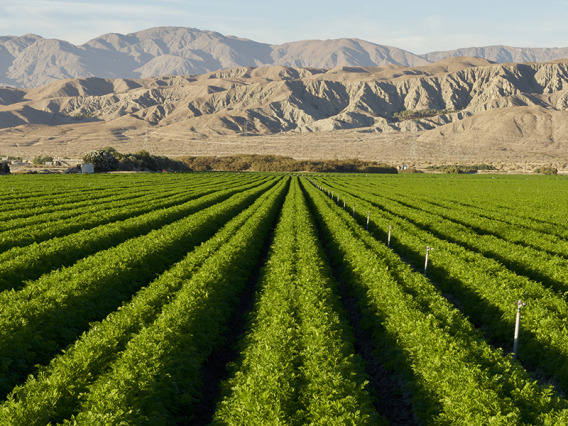 Rows of crops being grown with Arizona mountains as a backdrop