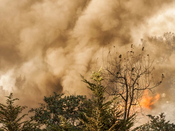 A forest fire releasing smoke into the sky