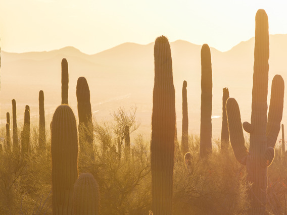 Saguaro cacti at sunset