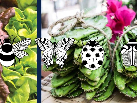 A photo of lettuce and prickly pear cacti overlayed by illustrated images of insects