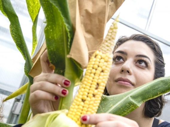 A woman picking and analyzing corn
