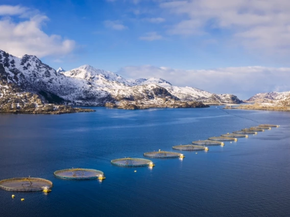 Aqua feeding spots in a lake