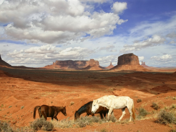 Horses grazing in a desert landscape