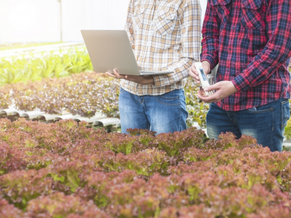 Two people inspecting plants with a laptop and some sensor equipment