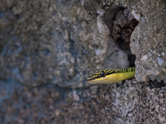 A snake sticking its head out of rocks.