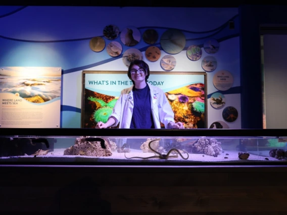 University of Arizona geophysics undergraduate student and Flandrau staff member Ash Abbate waits to greet visitors at the aquatic touch tank located in the new Undersea Discovery exhibit. Within the tank are brittle stars, sea urchins and sea cucumbers. 