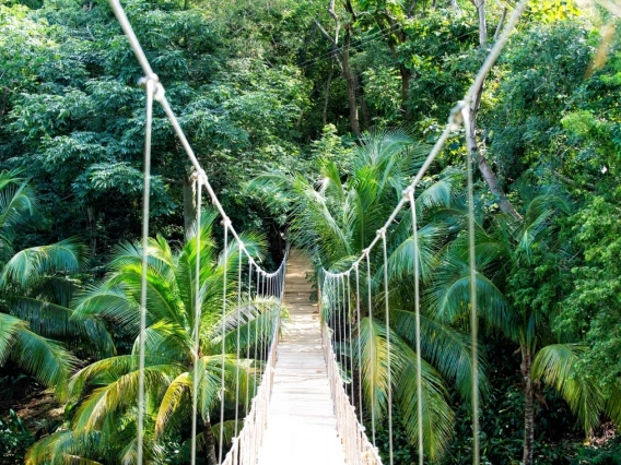 Bridge in rainforest