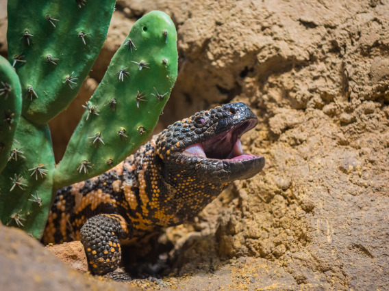 Gila monster on the ground with a cactus