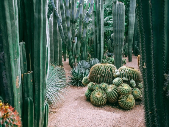 Desert cacti