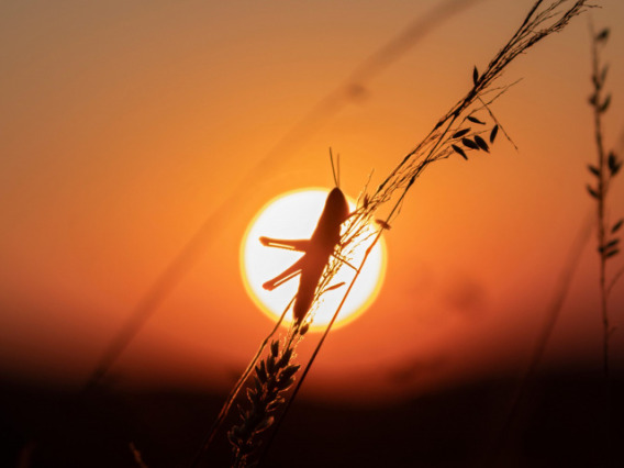 Grasshopper eclipsing the sun