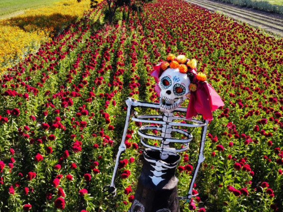 Skeleton in field of flowers