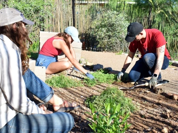 Students gardening