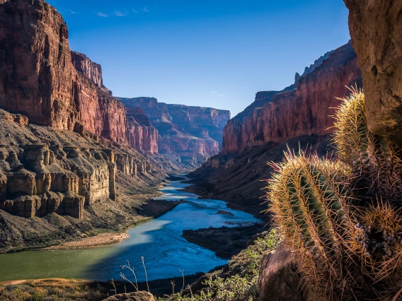 Colorado river running through canyon with cacti in the foreground