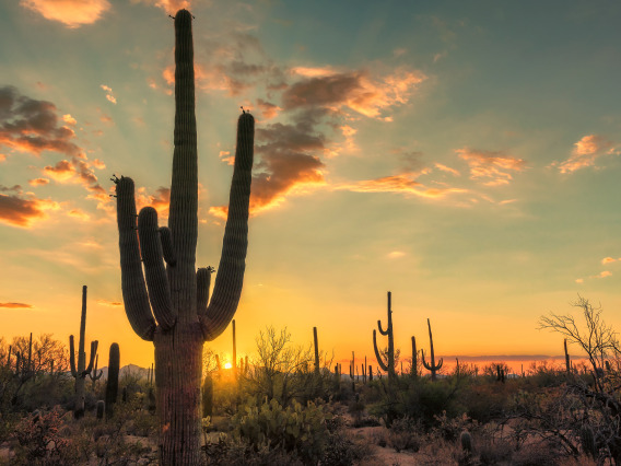 Silhouette of a saguaro cactus at sunset.