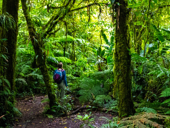 A girl looks into a dense rainforest.