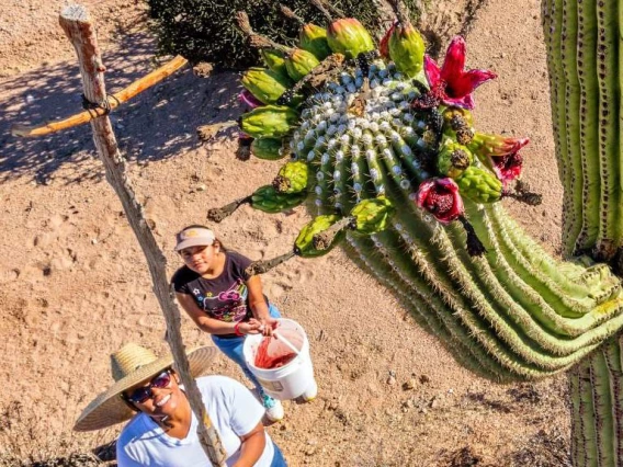 Picking Saguaro fruit