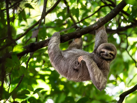 Sloth hanging in a tree