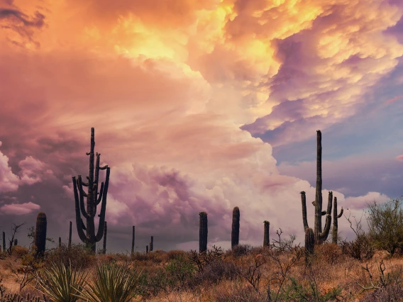 Monsoon in the Sonoran Desert