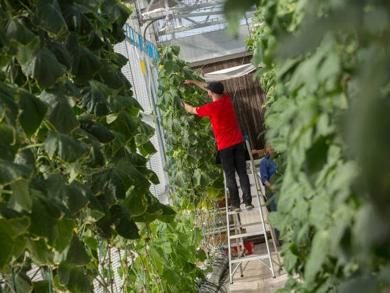 Man tending to vertical plants